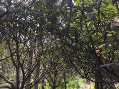 -塘栖枇杷特色园区