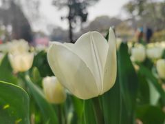 -无锡梅园公园
