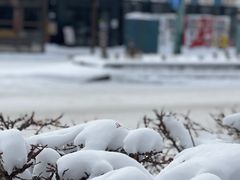 -大通公园