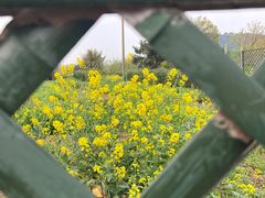 -树山生态村