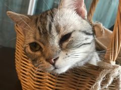 -共舞时光猫咖·狗咖(新街口店)