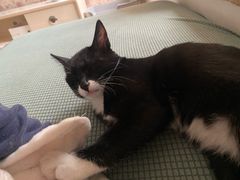 -芭比堂动物医院·犬猫全科·异宠专科(雁塔分院)