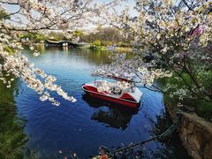 -上海共青森林公园