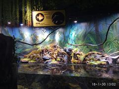 -萌宠奇缘