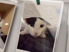 -瑞派康怡24h宠物医院·犬猫医疗中心·微创绝育(瑞景分院)