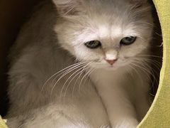 -猫小院猫主题餐厅(三里屯店)