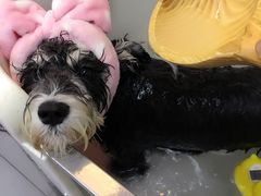 -爱宠屋pet shop·宠物洗澡·宠物美容