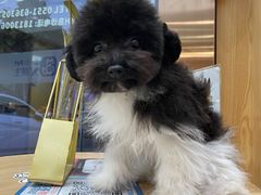 -宠颐生宠物医院·心肾内科·猫专科诊疗中心宠巢店