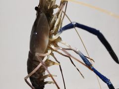 -嘻虾·钓虾工场(东莞总店)