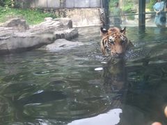 -深圳野生动物园