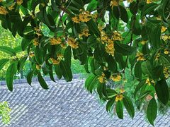 -东天目山风景区