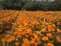 -松山湖梦幻百花洲