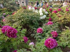 -莲花池公园