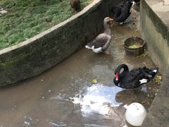 -湄公河秘制烤鱼(西双十贰城商业中心店)