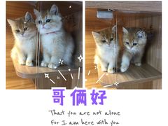 -猫十亿·布偶金渐层·曼基康矮脚猫舍(青年路店)