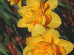 -国家植物园南园