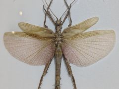 -上海昆虫博物馆