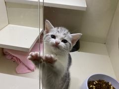 -70cat德文卷毛猫·缅因猫纯种猫舍
