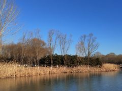 -大兴滨河森林公园