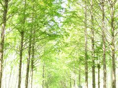 -合肥滨湖国家森林公园