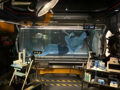 -奥兰多迪士尼动物王国乐园