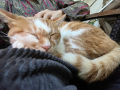 -喵屿·大理花园猫咖