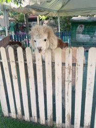 -萌宠亲子动物乐园(槐房万达店)