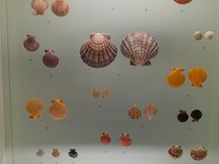 -青岛贝壳博物馆