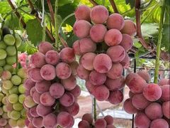 -马陆小张葡萄园农家乐