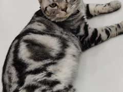 -糯米喵星人·撸猫猫舍咖啡馆(西市场嘉华店)