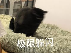 -有喵·猫咖·狗咖·30几只猫10只小狗(岗厦店)