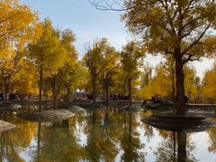 -金塔沙漠胡杨林景区