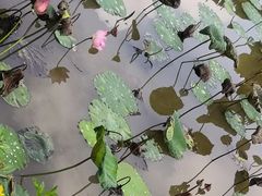 -云溪植物园