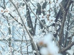 -花博汇(知音花月夜)