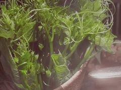 丝瓜苗-新草堂锅物料理(泉城路店)