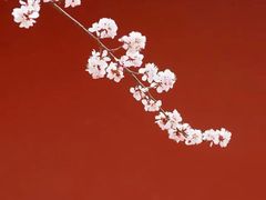 -桃花堤公园