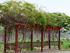 -天适樱花悠乐园