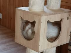 -猫的茶·猫咖