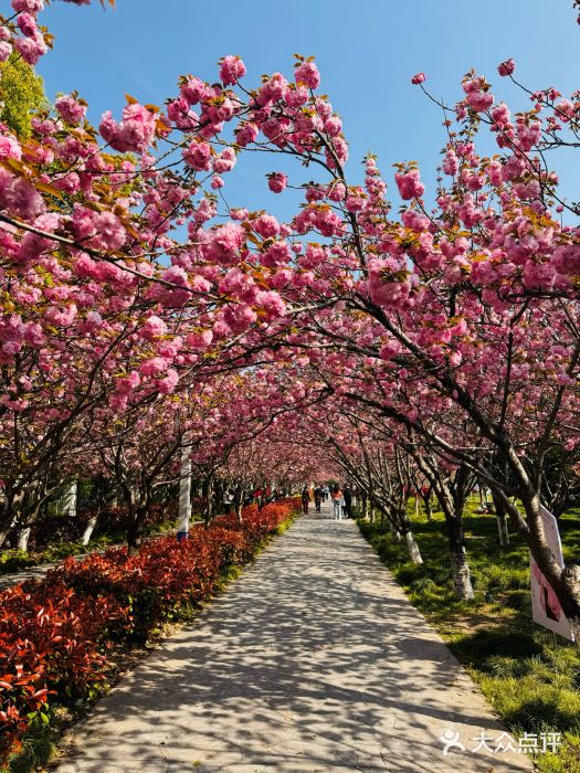高东镇樱花园图片
