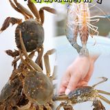 又是一年吃蟹季|他们家超好吃👇