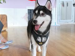 -Husky Go! 哈士奇体验馆·宠物咖啡厅狗咖