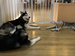 -Husky Go! 哈士奇体验馆·宠物咖啡厅狗咖