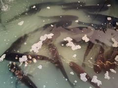 -花卉鱼庄(嘉园文景苑店)