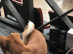 -佩兹宠物医院肿瘤专科·眼科·牙科(黄浦店)