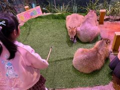 -正佳雨林生态植物园
