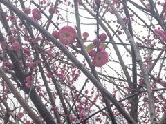 -磁器口古镇
