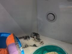 -龟与熊猫宠物公园(南坪店)