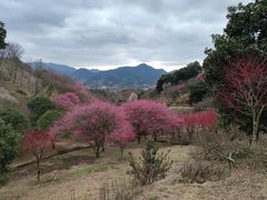 -新建村梅花