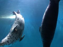 -青岛海底世界-水族馆