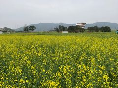 -光明小镇欢乐田园